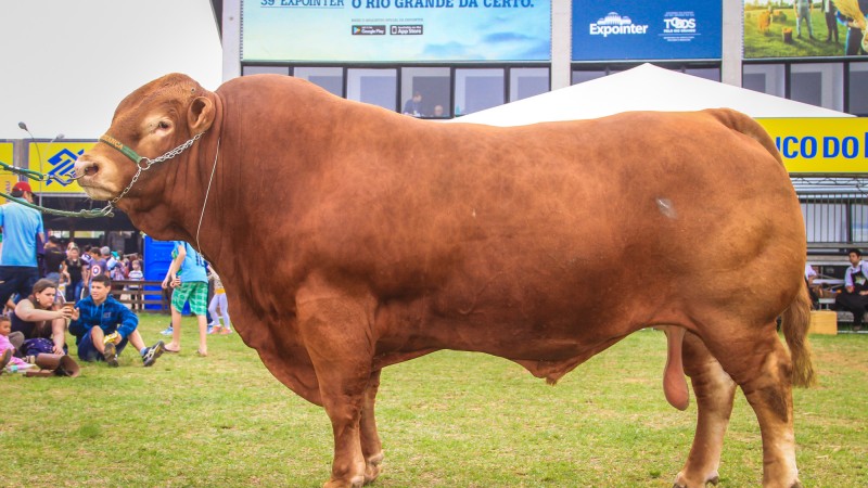 Limousin Vilmar056
