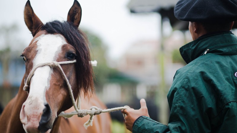 Capa cavalo