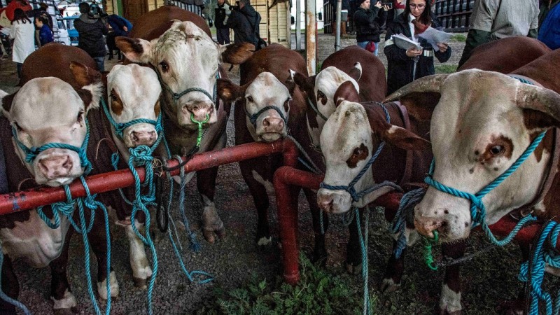 A recepção aos animais de argola (de exposição) prossegue até as 23h59min da sexta-feira (23), véspera de início da Expointer