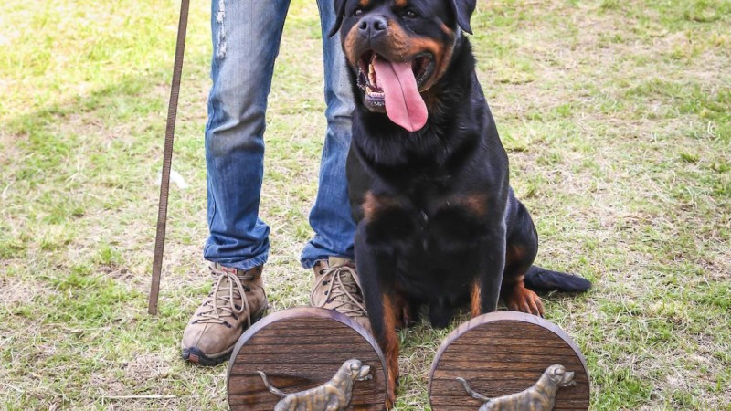 Rac?a Rottweiler2