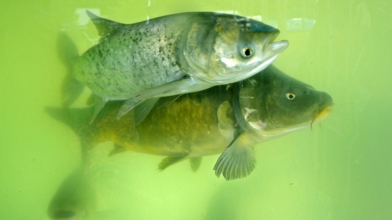 carpa