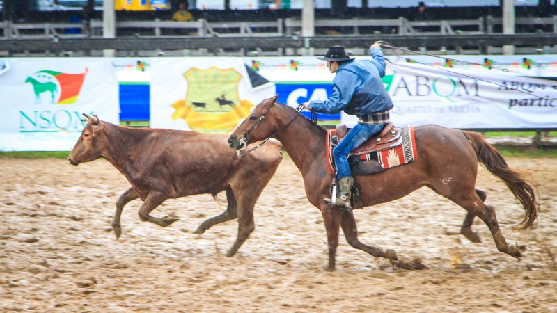 Projeto de repovoamento de cavalos-marinhos no estuário de Suape recebe  prêmio internacional - Marco Zero Conteúdo