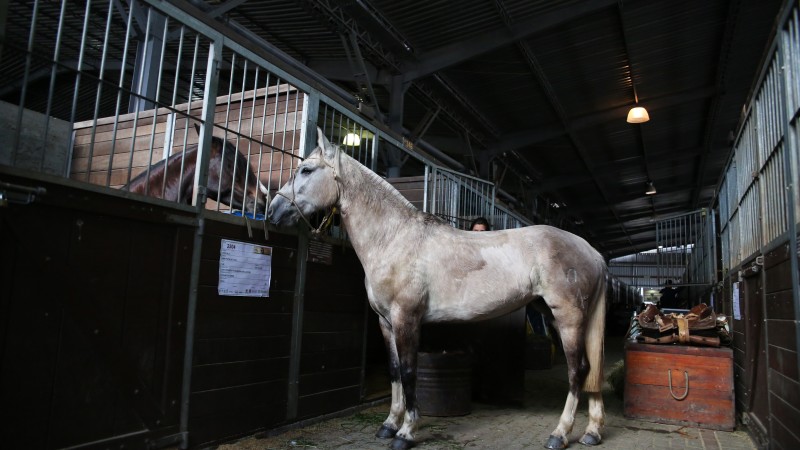 Espaço orienta sobre cuidado que produtor deve ter com cavalos de exposição