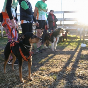 Campeonato Internacional de Canicross ocorre pela primeira vez no Rio Grande do Sul