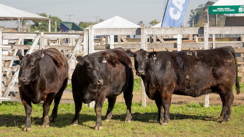 Alta Resoluc?a?o GRO 4433 Lote 09 Grande Campeas F PO Angus Rusticos Expointer 2018