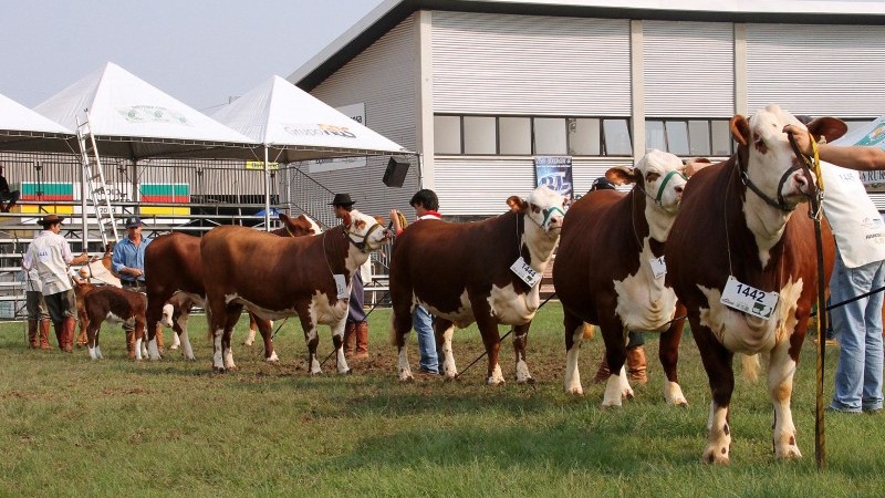 Touros da raça hereford enfileirados num campo aberto, durante desfile dos campeões na Expointer