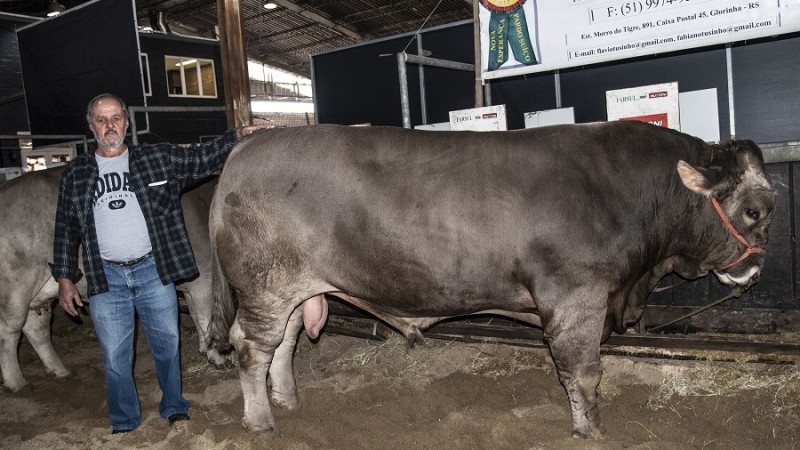 bovinos expointer