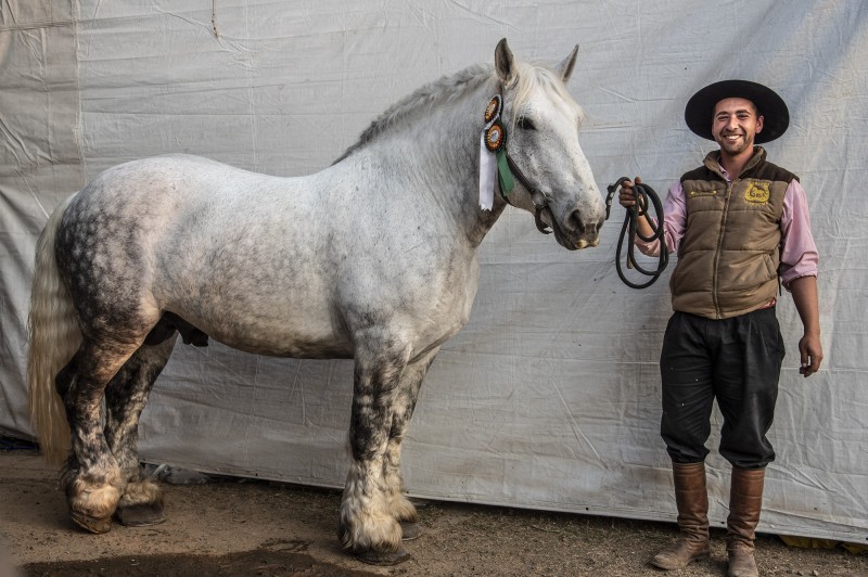 O cabanheiro Guilherme Dias e WB Bac, da Cabanha do Mayer, de Guaíba. O cavalo é vencedor como melhor exemplar e grande campeão da raça percheron. E também foi o cavalo mais pesado de toda a Expointer: 854 kg.