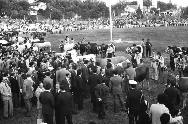 Desfile dos grandes campeões da primeira Expointer