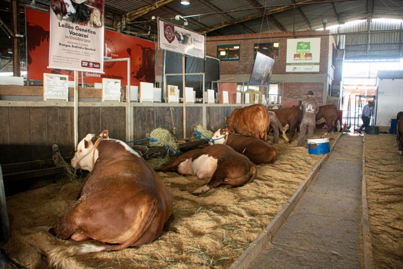 Pecuarista da Fazenda Mãe Rainha, de Lages/SC, trouxe 13 animais para a Expointer - Foto: Fernando Dias/Seapdr