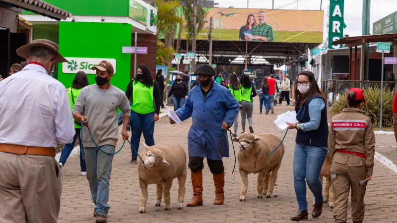 Julgamento de ovinos começa neste domingo