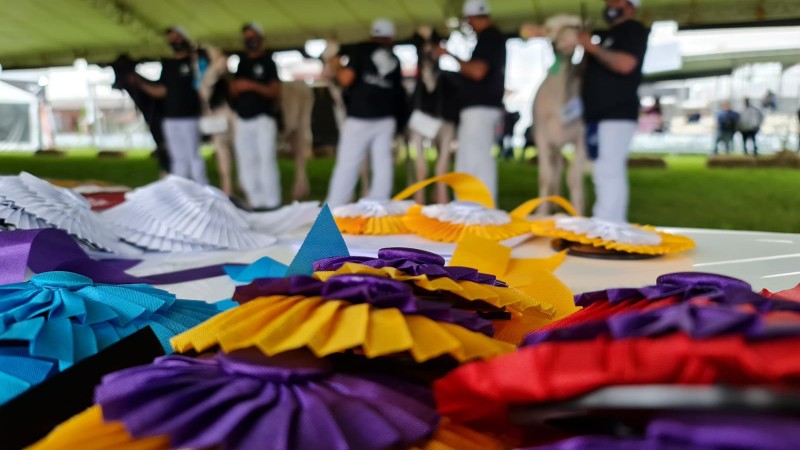Desfile dos grandes campeões é destaque da programação desta sexta (10)