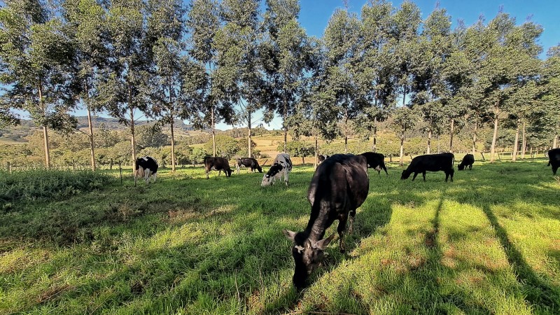 Integração lavoura, pecuária e floresta é apontado como um dos modelos para mitigar a emissão de gases de efeito estufa