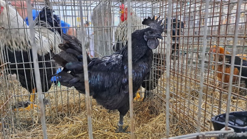 Todo preto, galo da espécie Ayam Cemani é uma das atrações exóticas do pavilhão Foto Fernando Dias Seapdr