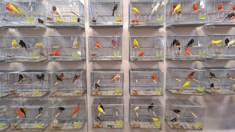 Mais de 1200 pássaros participam do Pavilhão dos Pequenos Animais.