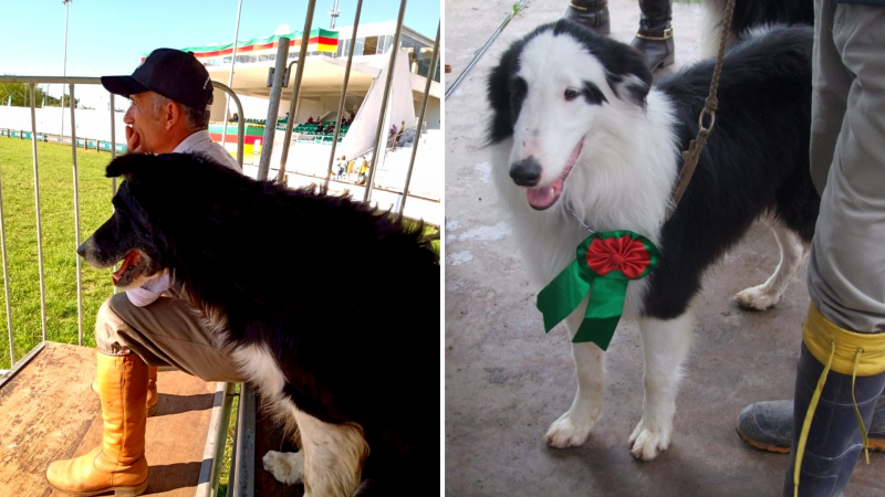 Border collie e Ovellheiro gaúcho são as raças de pastoreio que estarão presentes na Expointer este fim de semana