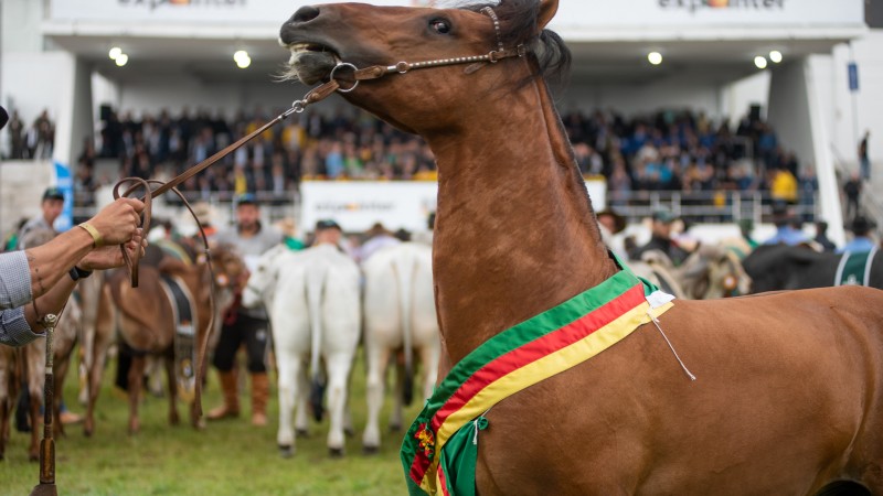 Expointer 2022, uma feira de recordes 