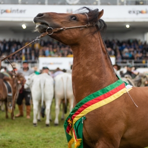 Expointer 2022, uma feira de recordes 