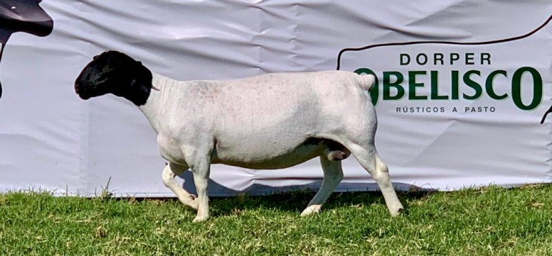 ovino Dorper