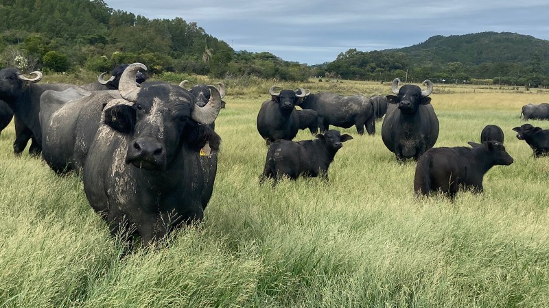 Bubalinos fazenda em Itapuã Arquivo pessoal Desirée Möller