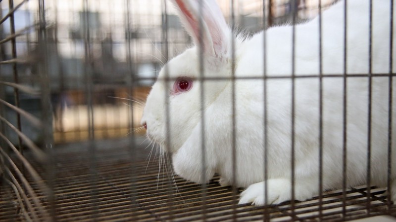 Pavilhão dos pequenos animais na Expointer