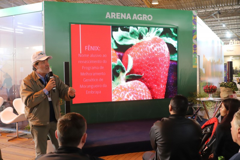 A foto mostra o Pesquisador da Embrapa Luís Eduardo Antunes palestrando  sobre  o novo morango 