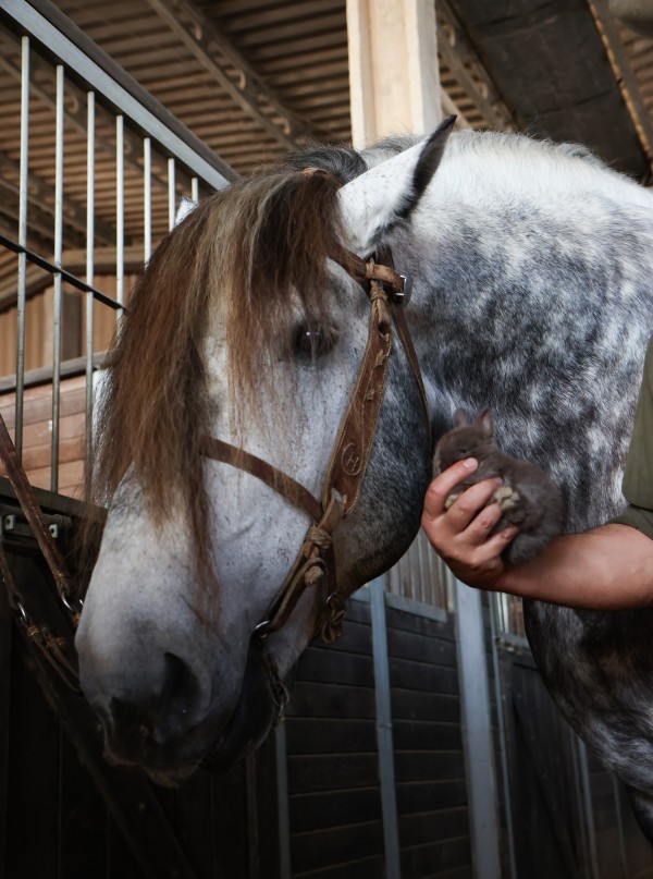 Coelhinho Netherland comparado ao tamanho do cavalo Percheron