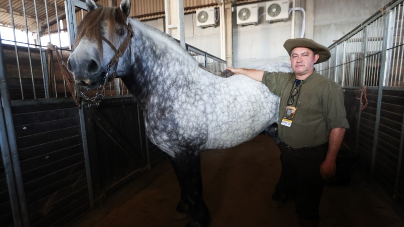 Coelho anão em cima do lombo do Percheron