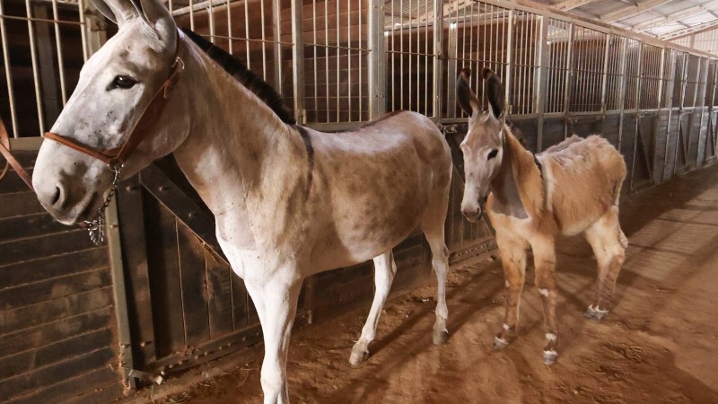 Mãe e filha de jumentas chamam atenção dos visitantes
