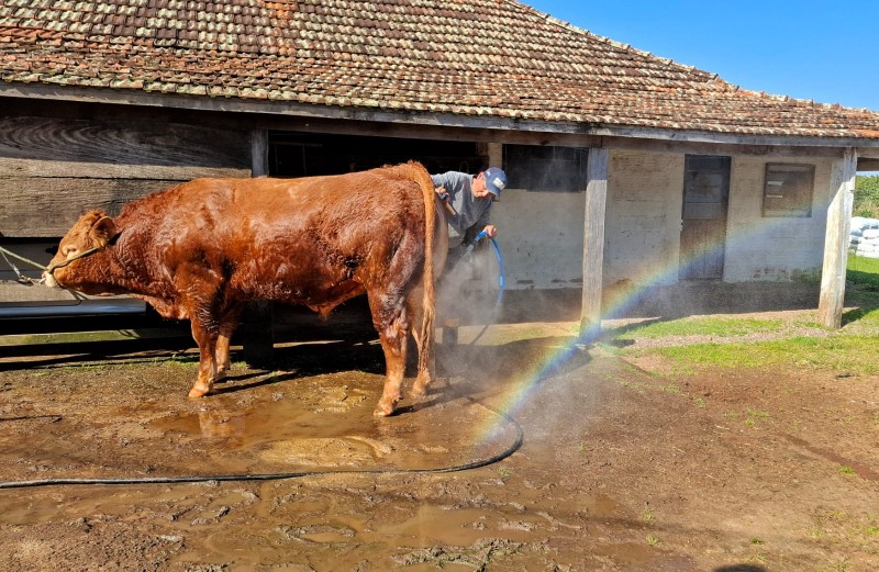 Pérola, de 7 meses, é a mais nova da "turma" que vai para a Expointer