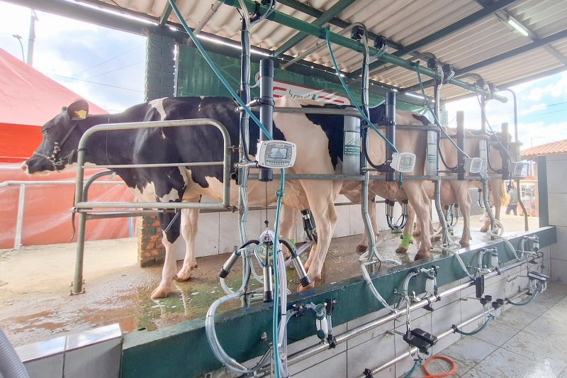 Cuidados para garantir o bem-estar dos animais durante a Expointer