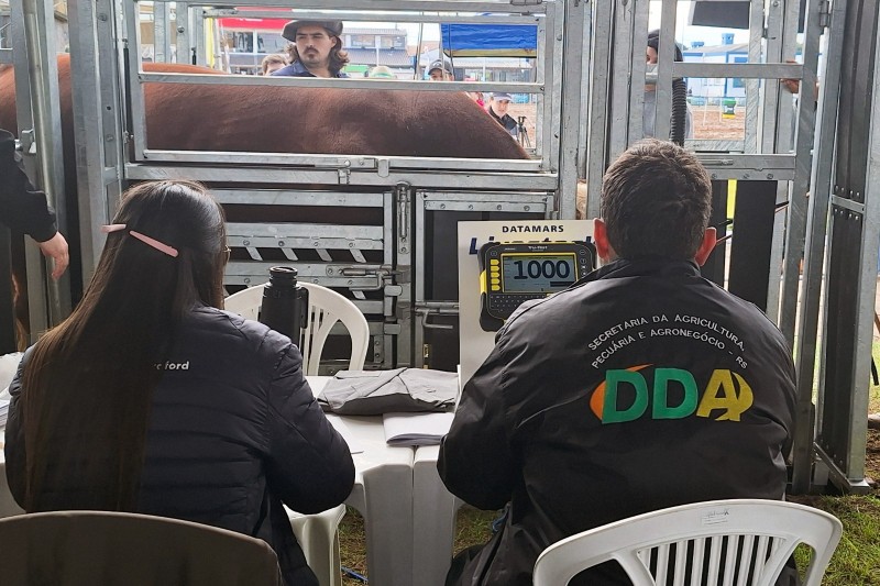 Os técnicos da Seapi fazem a medição de peso, altura, espessura de gordura, largura de carcaça, entre outras, para ver se estão corretamente enquadrados nas suas categorias