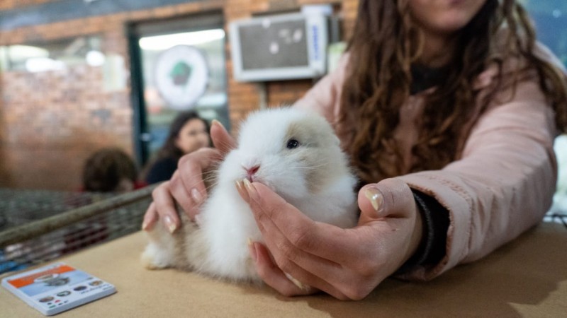 Pavilhão de Pequenos Animais Expointer 2024
