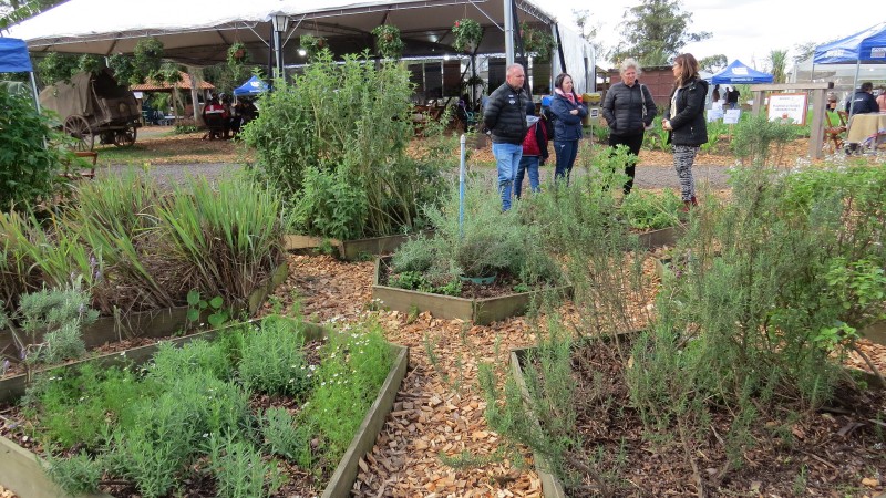 Local de cultivo de plantas bioativas no espaço da Emater-RS/Ascar