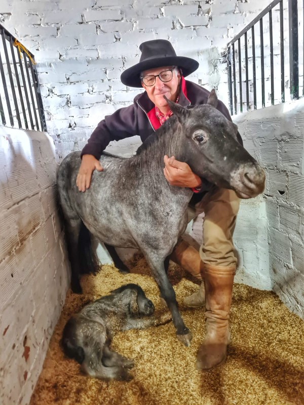 Criador Oscar Collares, o pequeno pônei, que foi o primeiro nascimento da 47ª Expointer, e a fêmea "Elegância de São Leonardo"
