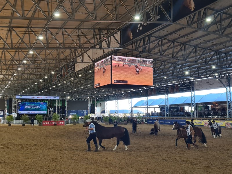Provas de morfologia na Arena do Cavalo Crioulo contou com 430 inscrições