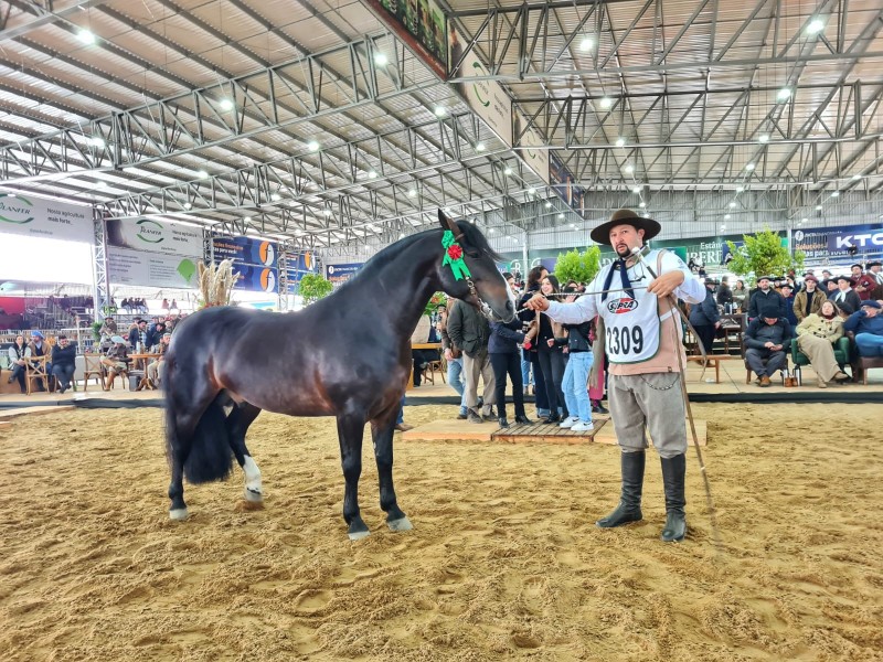 Cavalo Crioulo Patrão Cavalera, em busca do bicampeonato na Prova de Morfologia