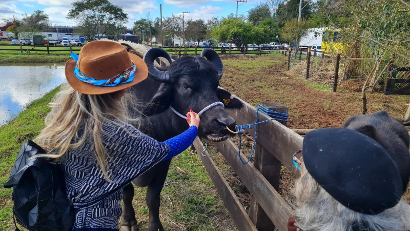 Visitantes se encantam com o búfalo Soberano, de 798 kg