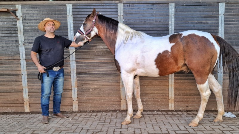 Cavalo Paint Horse
Proprietários Leandro Pacheco
Janaina Pacheco