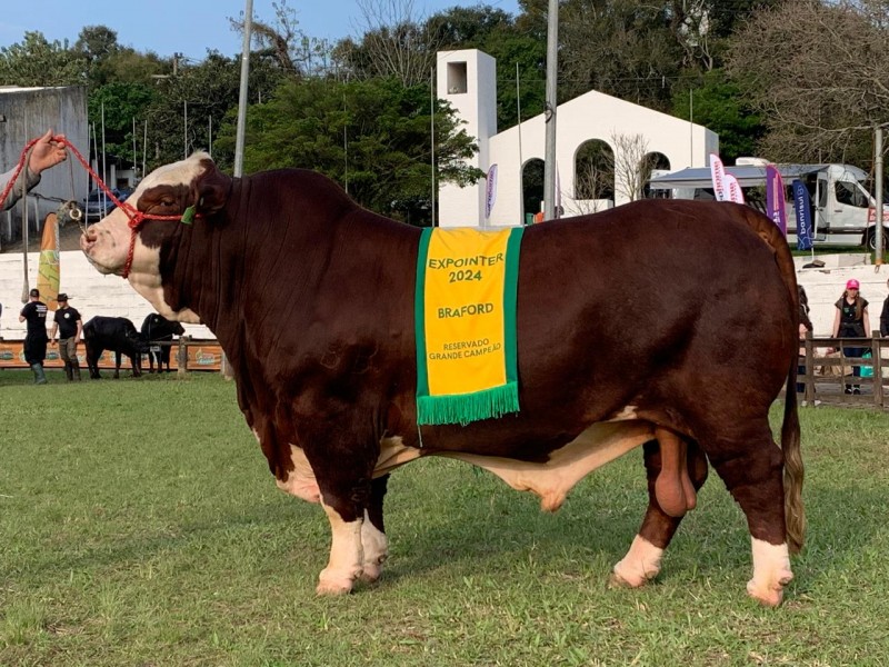 Pampiano do Sossego 38 TE S17, apelido "Youtube", foi o Reservado Grande Campeão Braford 2024 da Expointer