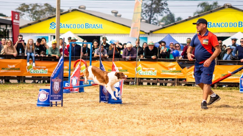 A foto mostra um cão e seu condutor em treinamento de agility
