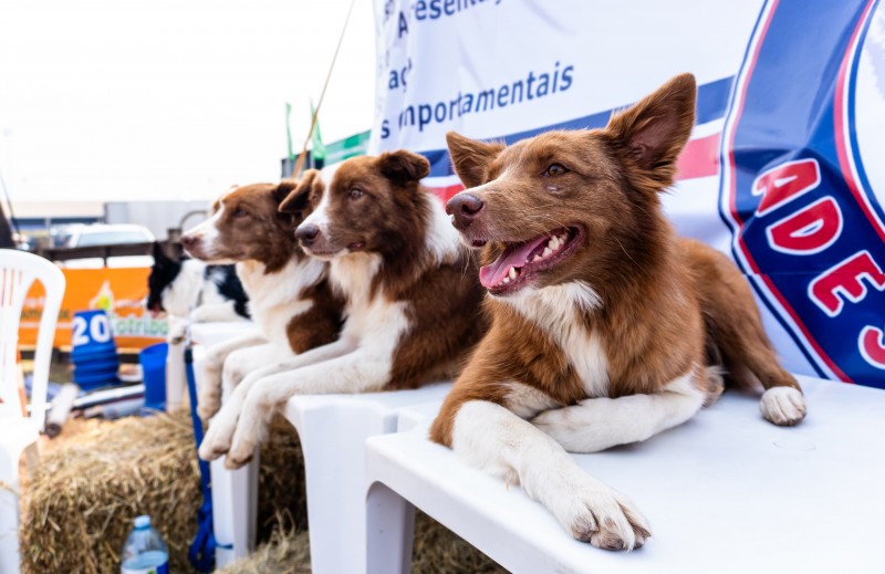 A foto mostra os Border collies em espera