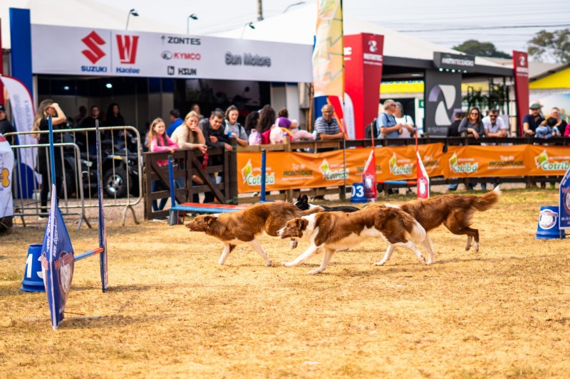 A foto mostra os cães durante demosntração