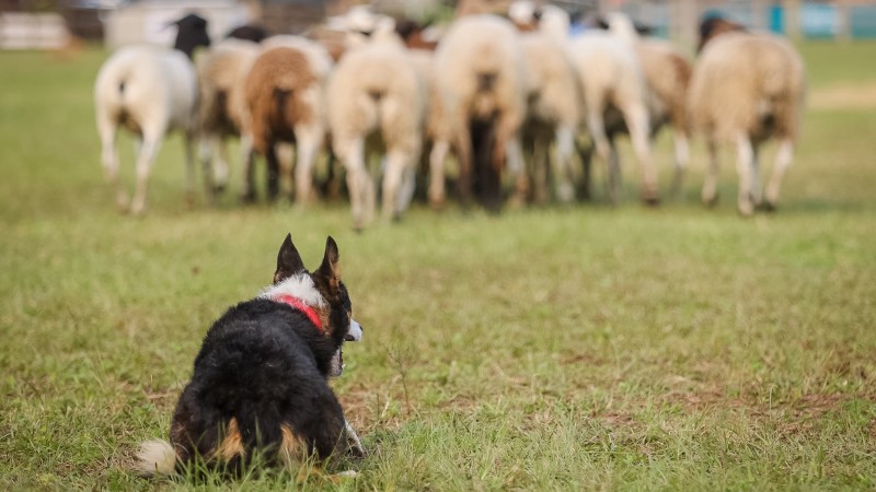 Guiados pelos seus tutores, os cães se movimentam atrás de um grupo de ovelhas, cumprindo a missão ordenada