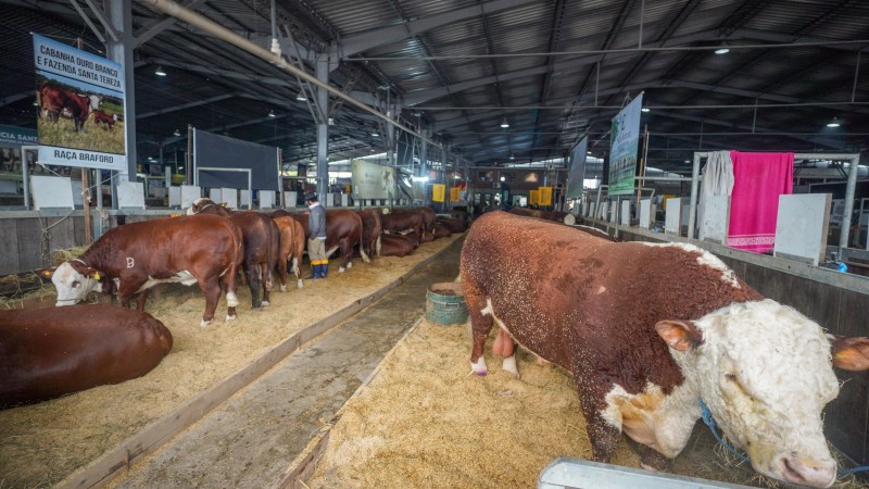 A foto mostra os animais em exposição na Expointer
