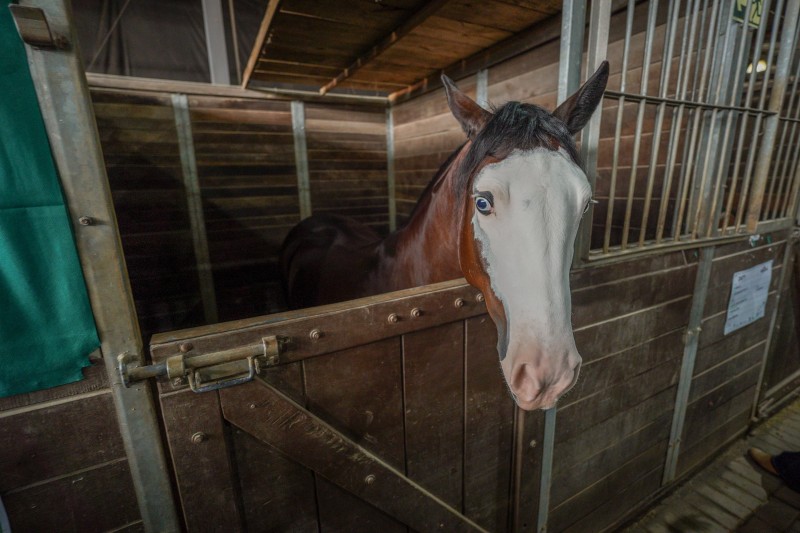 A foto mostra um cavalo na Expointer
