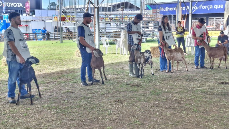 concurso caprinos expointer