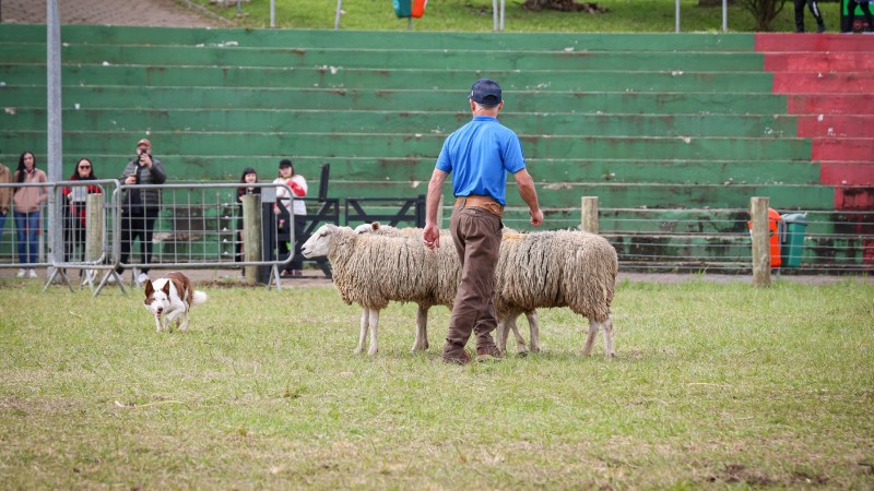 Em uma &aacute;rea gramada de um evento rural, um homem de camisa azul e bon&eacute; conduz duas ovelhas. Ao lado delas, um c&atilde;o pastor branco e marrom observa a movimenta&ccedil;&atilde;o. Ao fundo, h&aacute; arquibancadas verdes e vermelhas, pessoas assistindo e algumas lixeiras coloridas.
