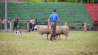 Em uma &aacute;rea gramada de um evento rural, um homem de camisa azul e bon&eacute; conduz duas ovelhas. Ao lado delas, um c&atilde;o pastor branco e marrom observa a movimenta&ccedil;&atilde;o. Ao fundo, h&aacute; arquibancadas verdes e vermelhas, pessoas assistindo e algumas lixeiras coloridas.