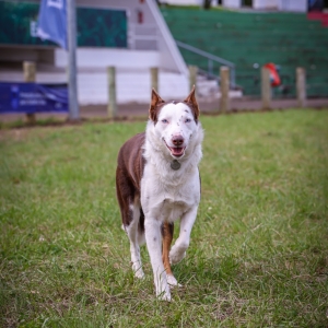 cães de serviço Mauro Naqscimento secom (1)